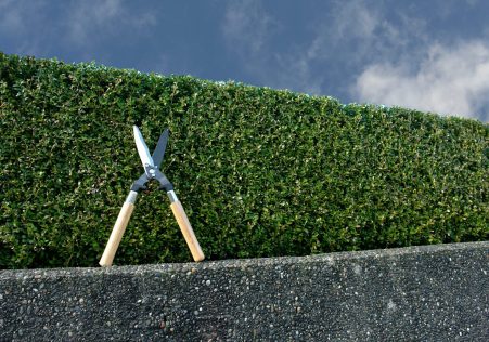 Hedge Trimming