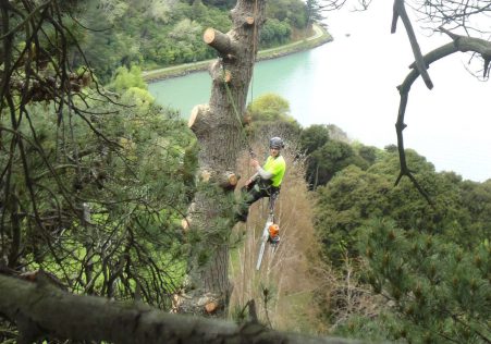 Tree Reports