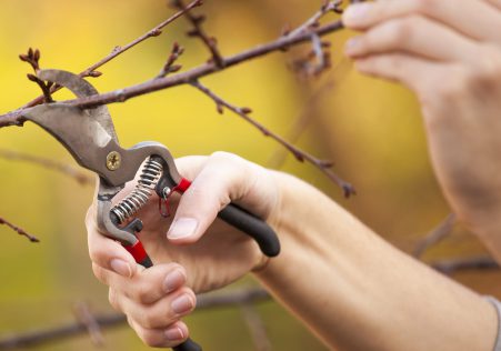 Thinning & Pruning
